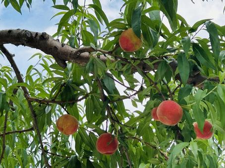 Photo, peaches, fruits, branch, 