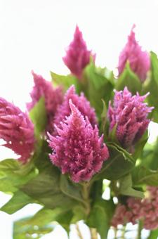 ケイトウ キャッスルピンク ケイトウ キャッスルピンクの写真