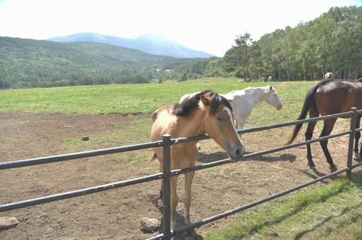 蓼科第二牧場の馬 蓼科第二牧場の馬 馬,蓼科第二牧場,牧場の写真素材