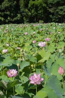 蓮の花 蓮の花の写真