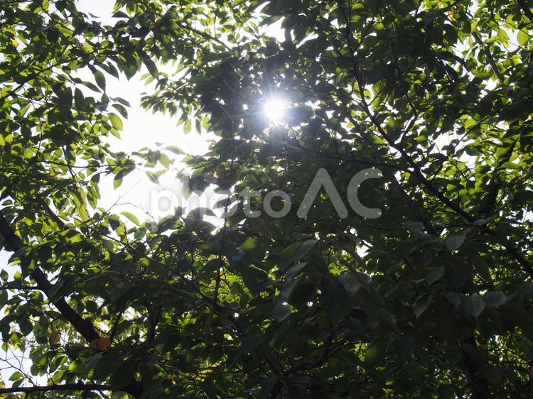 木漏れ日 木,木漏れ日,テクスチャーの写真素材