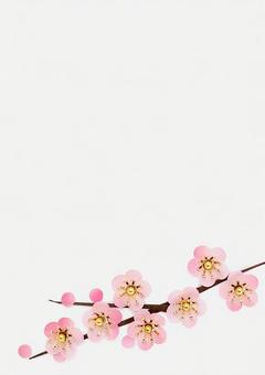 梅の花のカード白背景 正月,年賀状,梅の花の写真素材