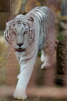 ホワイトタイガー ホワイトタイガーの写真