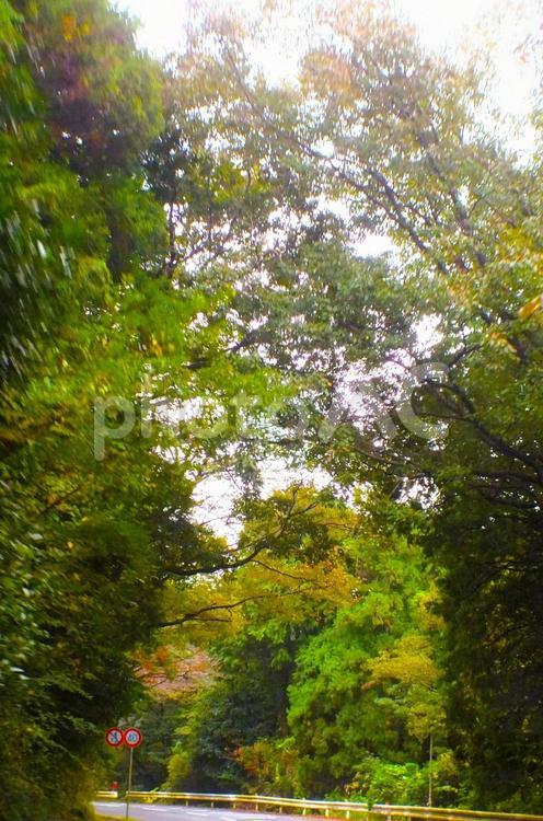 頭上を覆う紅葉した木の枝 坂,坂道,カーブの写真素材