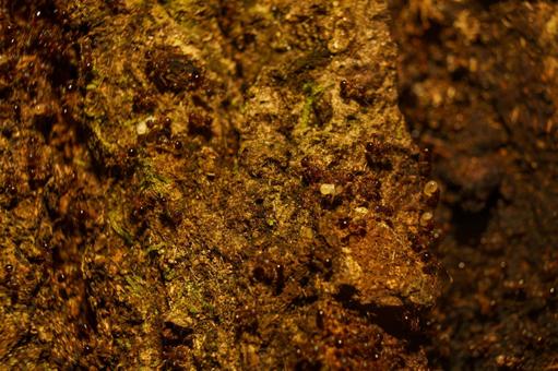 巣を移動するため卵や幼虫を運ぶアミメアリ 巣を移動するため卵や幼虫を運ぶアミメアリの写真