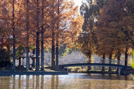 秋の公園の風景 秋の公園の風景 秋,公園,メタセコイアの写真素材