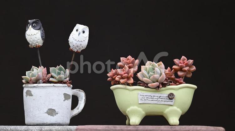 フクロウと多肉植物 フクロウ,多肉植物,エケベリアの写真素材