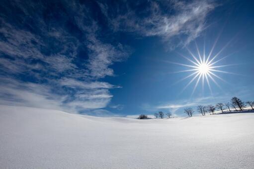 太陽が眩しい快晴の青空と雪原に映える並木 牧場,雪原,太陽の写真素材
