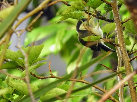 シジュウカラの写真