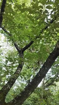 木 木 木,自然,幹の写真素材