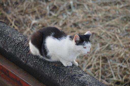 ねこ ねこの写真