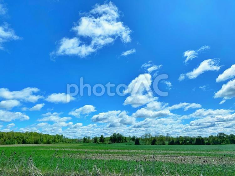 カナダの6月(草原と青空) 風景,草原,青空の写真素材