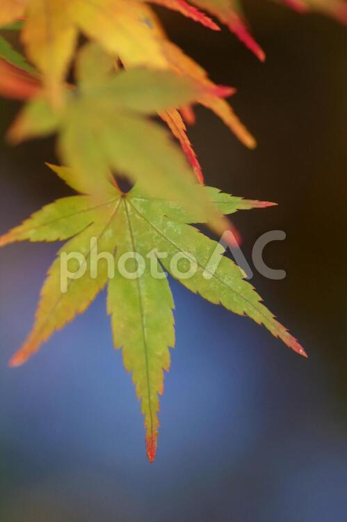 もみじの葉　先っぽがほんのり紅葉 もみじ,紅葉,葉の写真素材