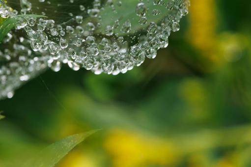 朝露に濡れる蜘蛛の糸に着いた水滴 朝露に濡れる蜘蛛の糸に着いた水滴 水滴,雫,自然の写真素材