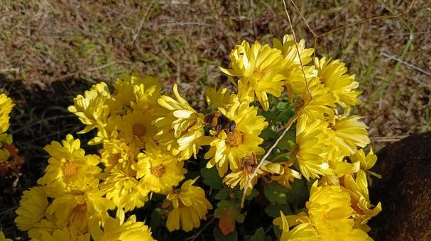 菊の花とハナアブ 菊,キク,花の写真素材