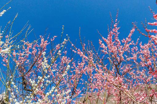 青空に映える満開の紅梅 梅,迎春,梅の花の写真素材