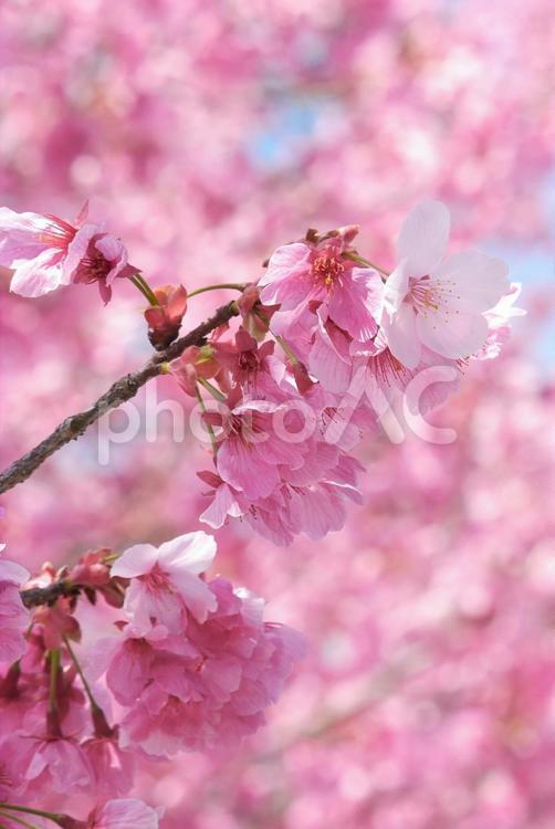 満開を迎えた桜（縦画像） 桜,ピンク,春の写真素材