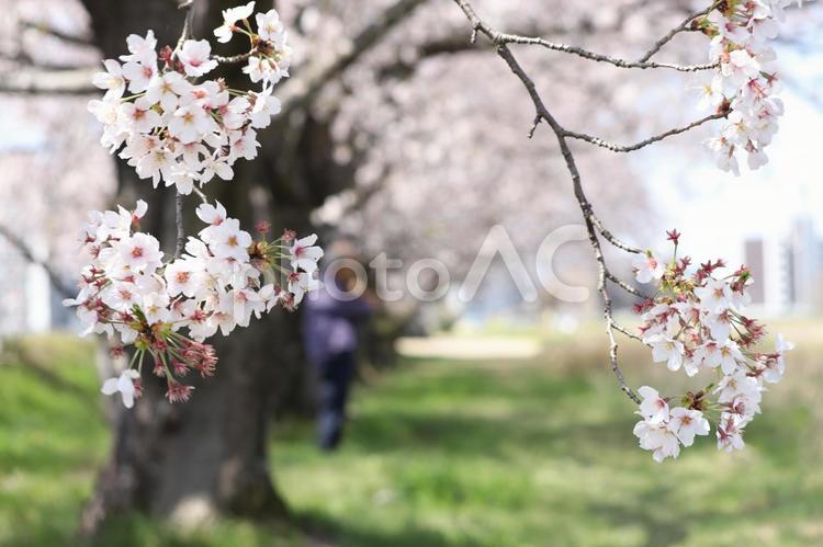 桜の下のバイオリン弾き 桜,春,風景の写真素材