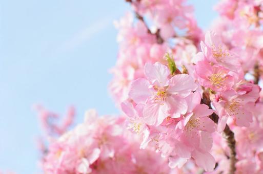 桜 桜の写真