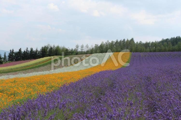 花のある風景 北海道,美瑛,花畑の写真素材