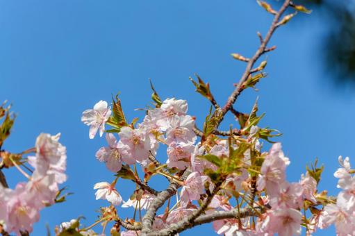 青空に映える早咲きの桜 青空に映える早咲きの桜の写真