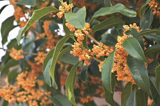 金木犀④ 金木犀④ 金木犀,オレンジ,花の写真素材