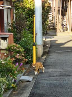 とら とら 猫,ペット,野良猫の写真素材