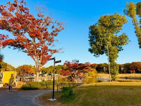 秋の多摩中央公園とブルースカイ 青空,空,ブルースカイの写真素材