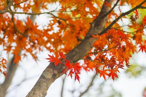 Photo, red, maple, momiji, 