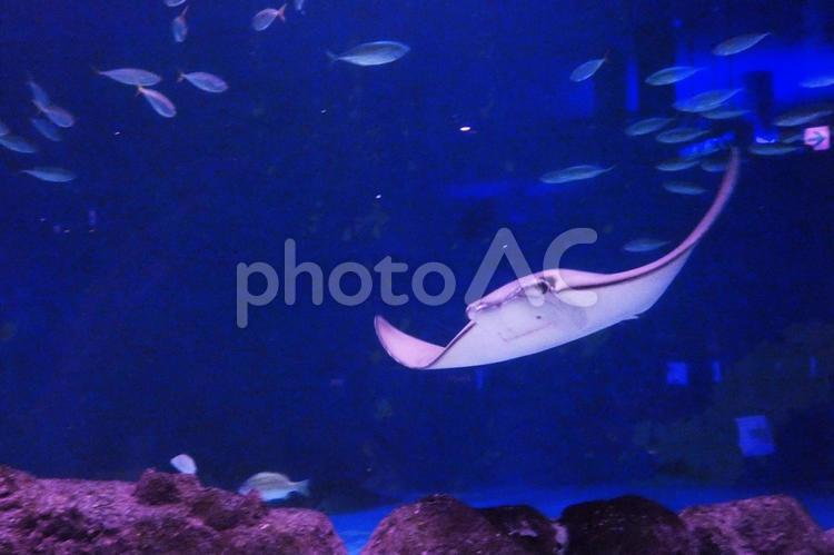 サンピアザ水族館の人気者 サンピアザ水族館,エイ,海水魚の写真素材