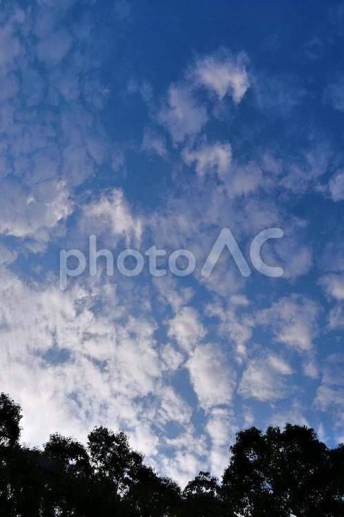 木のシルエットと秋の夕空／縦サイズ 青空,空,雲の写真素材