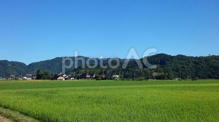 田園風景 耕作地,農業（商業企業）,米の写真素材