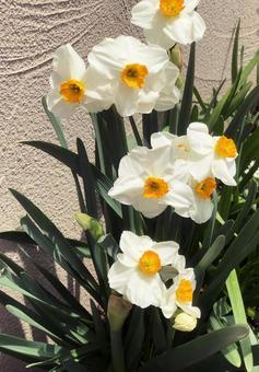 水仙 水仙,スイセン,花の写真素材