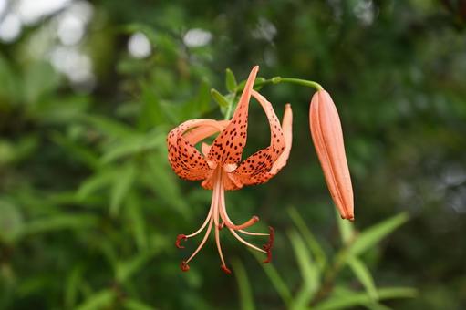 大好きな鬼百合の鬼百合の花を撮りました 大好きな鬼百合の鬼百合の花を撮りましたの写真