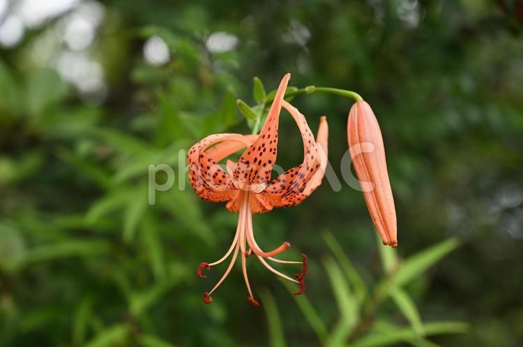 大好きな鬼百合の鬼百合の花を撮りました オニユリ,妖しい,季節の写真素材