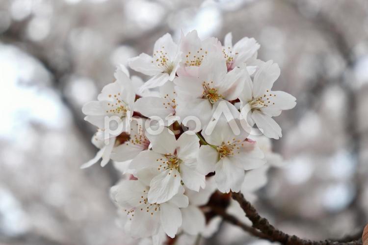 春　桜　ソメイヨシノ 春,桜,ソメイヨシノの写真素材