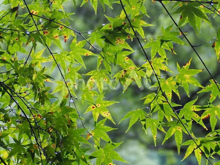 新緑のもみじ もみじ,新緑,緑の写真素材