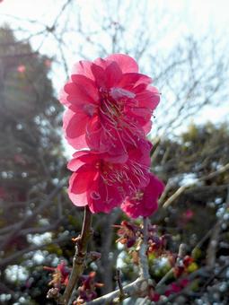 濃いピンクが鮮やかな公園のハナモモの花 濃いピンクが鮮やかな公園のハナモモの花 ハナモモ,花,植物の写真素材