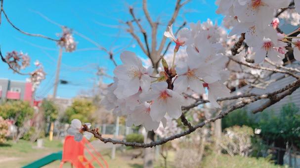 公園の桜 公園の桜の写真