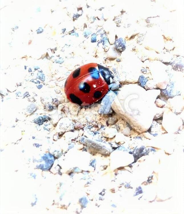 白い小石の上を歩くテントウムシ てんとう虫,甲虫,虫の写真素材