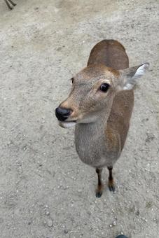 奈良公園の子鹿 奈良公園の子鹿の写真