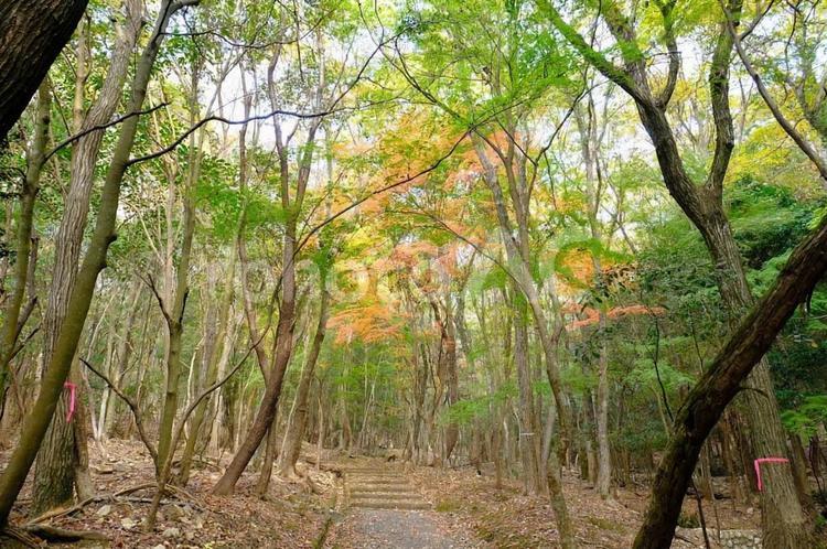 たつの公園・紅葉谷 紅葉,たつの公園,紅葉谷の写真素材