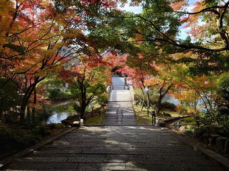 階段 紅葉 階段 紅葉 秋,紅葉,京都の写真素材