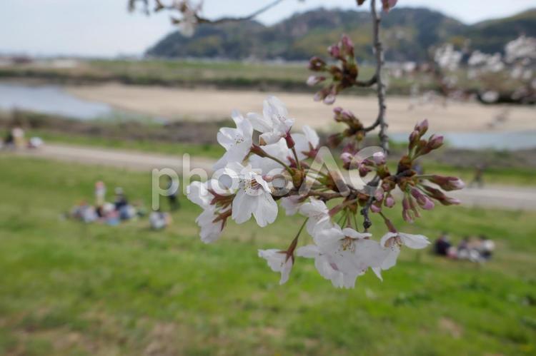 八幡の背割堤の桜 春,京都,八幡市の写真素材