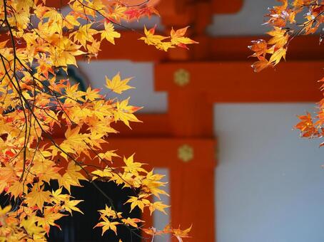 紅葉17 紅葉,もみじ,秋色の写真素材