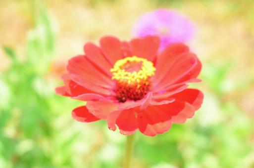 花 花の写真