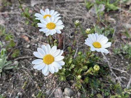 カンシロギクの花の写真