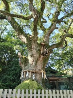 御神木 御神木,ご神木,大樹の写真素材