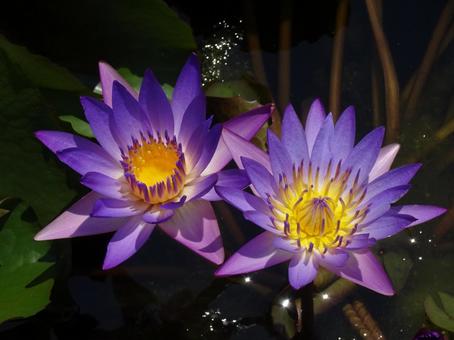 睡蓮① 睡蓮,スイレン,紫の写真素材
