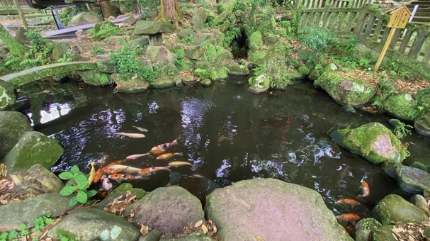鯉の泳ぐ池 鯉の泳ぐ池 鯉,池,魚の写真素材